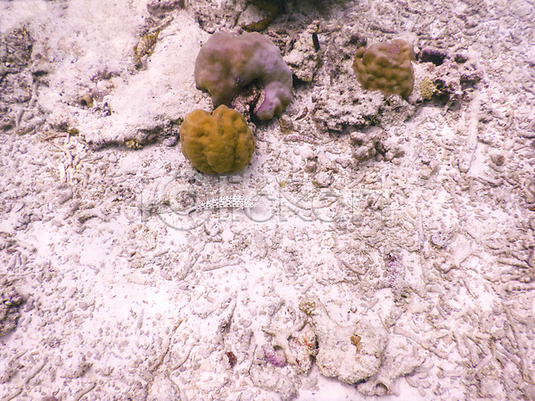 사람없음 JPG 포토 해외이미지 몰디브 바다 바닷속 산호 수중사진 어류 자연