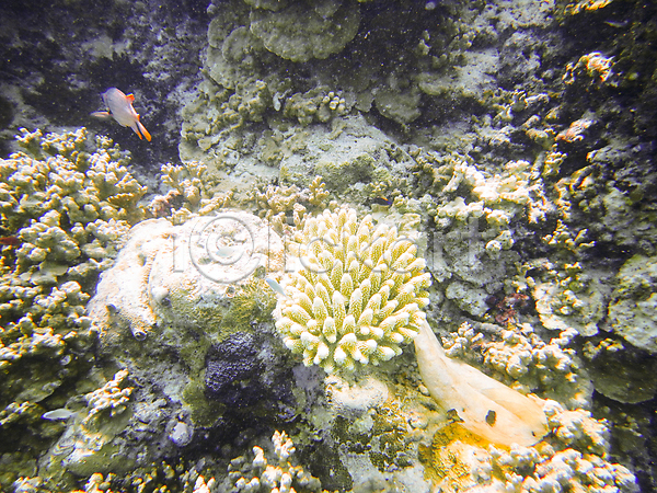 사람없음 JPG 포토 해외이미지 몰디브 바다 바닷속 산호 산호초 수중사진 자연