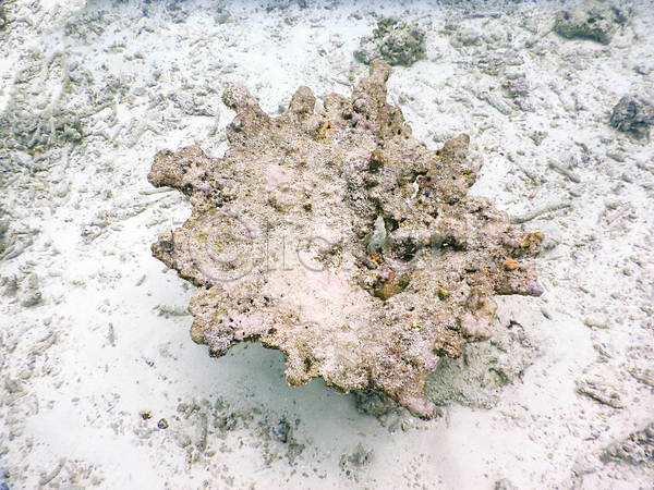 사람없음 JPG 포토 해외이미지 몰디브 바다 바닷속 산호 수중사진 자연 죽음