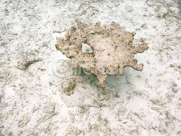 사람없음 JPG 포토 해외이미지 몰디브 바다 바닷속 산호 수중사진 자연