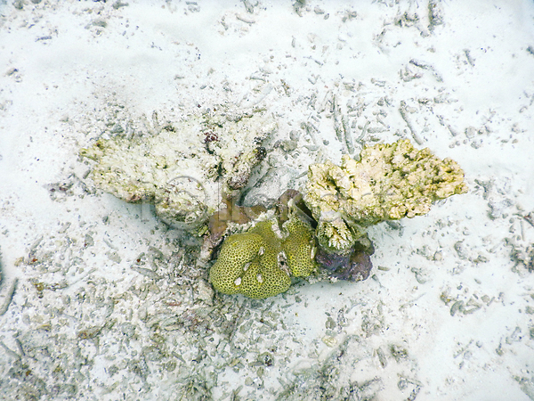 사람없음 JPG 포토 해외이미지 몰디브 바다 바닷속 산호 수중사진 자연 죽음