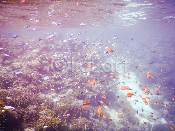 사람없음 JPG 포토 해외이미지 몰디브 물고기떼 바다 바닷속 수중사진 어류 자연