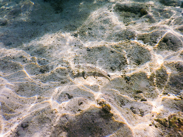 사람없음 JPG 포토 해외이미지 몰디브 바다 바닷속 수중사진 어류 자연