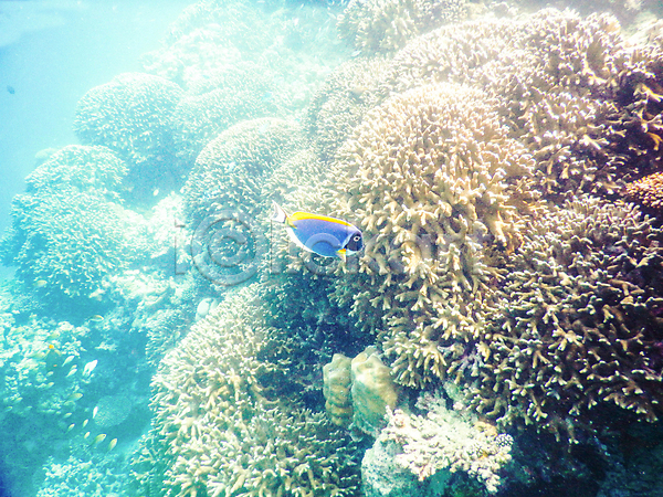 사람없음 JPG 포토 해외이미지 몰디브 바다 바닷속 산호 수중사진 암초 열대어 자연