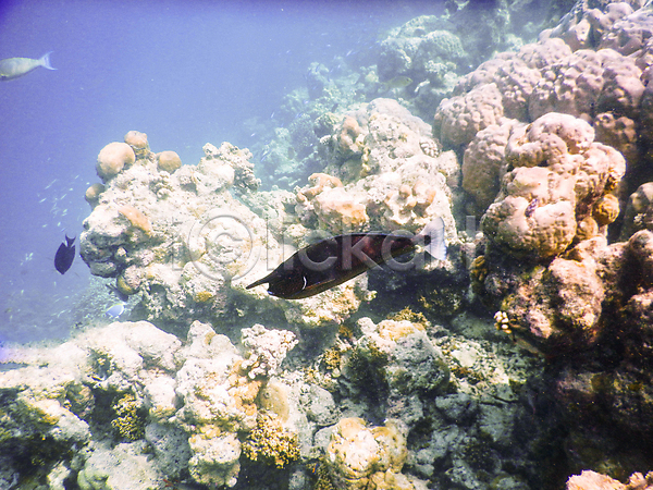 사람없음 JPG 포토 해외이미지 몰디브 바다 바닷속 산호 수중사진 암초 어류 자연