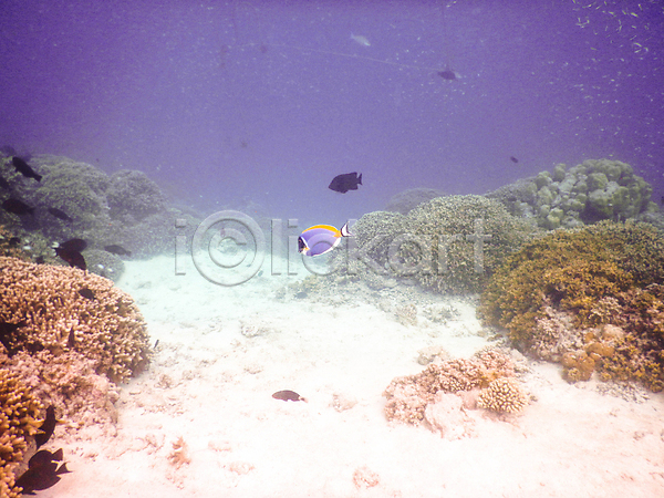 사람없음 JPG 포토 해외이미지 몰디브 바다 바닷속 산호 수중사진 암초 열대어 자연