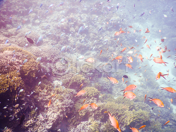 사람없음 JPG 포토 해외이미지 몰디브 물고기떼 바다 바닷속 산호 수중사진 암초 어류 자연
