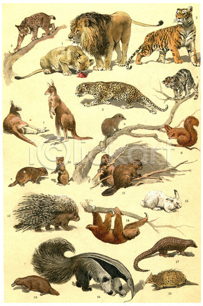 사람없음 JPG 일러스트 포토 해외이미지 고립 고양이 그래픽 그림 다람쥐 동물 만화 묘사 백그라운드 비버 사자 스라소니 캥거루 표범 해외202004 해외202105 호랑이 흰색