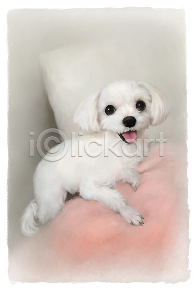 귀여움 사람없음 PSD 강아지 개 동물 말티즈 반려동물 백그라운드 포유류 한마리 흰색