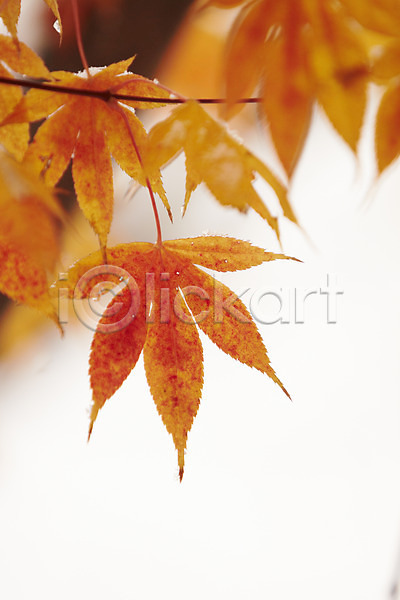 사람없음 JPG 근접촬영 포토 가을(계절) 가을풍경 단풍 백그라운드 야외 잎