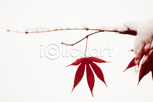 사람없음 JPG 포토 가을(계절) 가을풍경 겨울 눈(날씨) 단풍 백그라운드 빨간색 야외 잎 줄기
