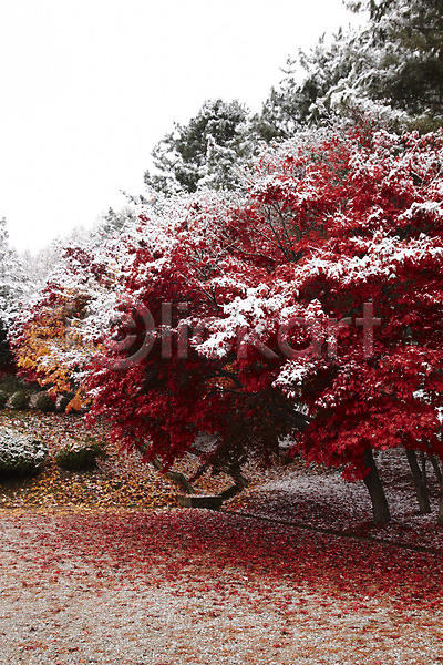 사람없음 JPG 포토 가을(계절) 가을풍경 겨울 나무 눈(날씨) 단풍 단풍나무 백그라운드 숲 야외 잎