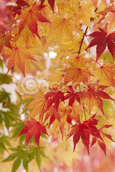 사람없음 JPG 포토 가을(계절) 가을풍경 단풍 백그라운드 야외 잎