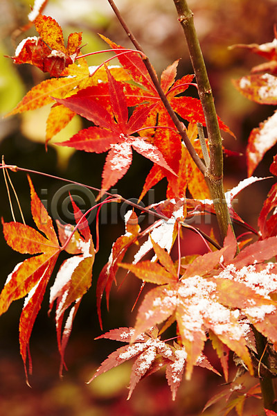 사람없음 JPG 포토 가을(계절) 가을풍경 겨울 눈(날씨) 단풍 백그라운드 야외 잎