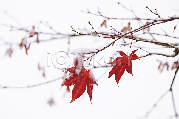 사람없음 JPG 포토 가을(계절) 가을풍경 겨울 나뭇가지 눈(날씨) 단풍 백그라운드 빨간색 야외 잎