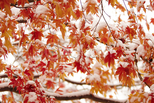 사람없음 JPG 포토 가을(계절) 가을풍경 겨울 눈(날씨) 단풍 백그라운드 야외 잎