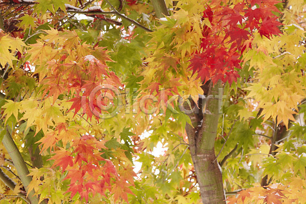 사람없음 JPG 포토 가을(계절) 가을풍경 나무 나뭇가지 단풍 단풍나무 백그라운드 야외 잎