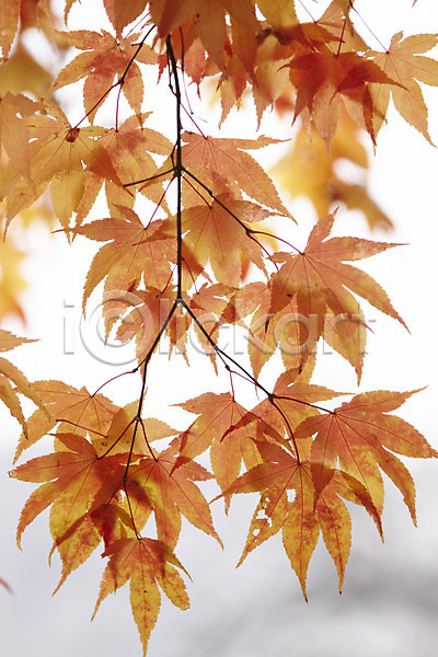 사람없음 JPG 포토 가을(계절) 가을풍경 나뭇가지 단풍 백그라운드 야외 잎