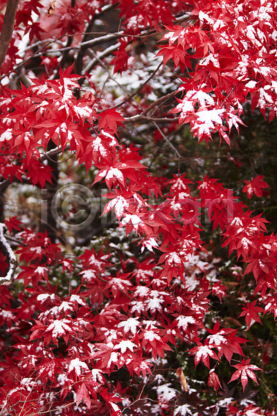 사람없음 JPG 포토 가을(계절) 가을풍경 겨울 나무 나뭇가지 눈(날씨) 단풍 단풍나무 백그라운드 빨간색 야외 잎