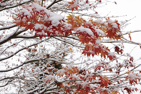 사람없음 JPG 포토 가을(계절) 가을풍경 겨울 나뭇가지 눈(날씨) 단풍 백그라운드 야외 잎