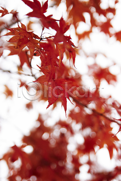 사람없음 JPG 포토 가을(계절) 가을풍경 단풍 백그라운드 야외 잎