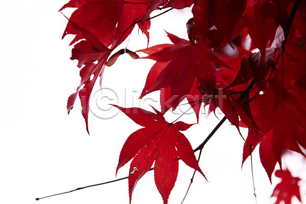사람없음 JPG 포토 가을(계절) 가을풍경 단풍 백그라운드 빨간색 야외 잎 줄기