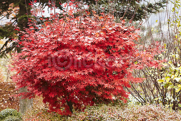 사람없음 JPG 포토 가을(계절) 가을풍경 나무 단풍 단풍나무 백그라운드 빨간색 야외 잎