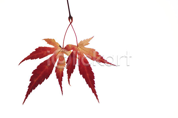 사람없음 JPG 포토 가을(계절) 가을풍경 누끼 단풍 잎 줄기