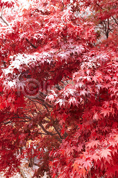 사람없음 JPG 포토 가을(계절) 가을풍경 겨울 눈(날씨) 단풍 백그라운드 빨간색 야외 잎