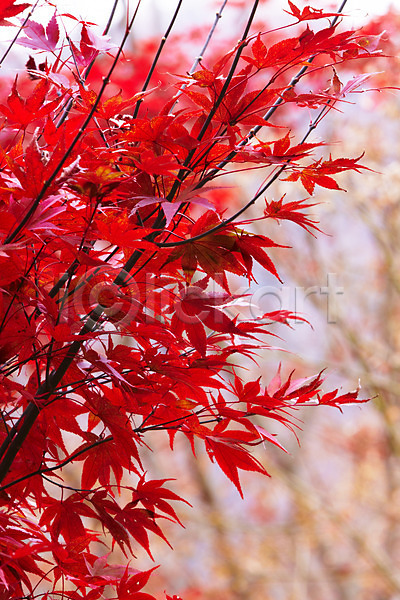 사람없음 JPG 포토 가을(계절) 가을풍경 나무 나뭇가지 단풍 단풍나무 백그라운드 빨간색 야외 잎