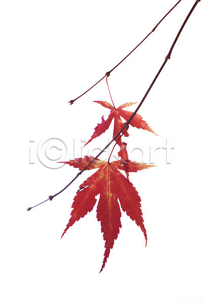 사람없음 JPG 포토 가을(계절) 가을풍경 나뭇가지 누끼 단풍 빨간색 잎 줄기