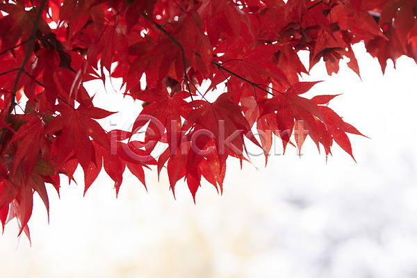 사람없음 JPG 포토 가을(계절) 가을풍경 단풍 백그라운드 빨간색 야외 잎