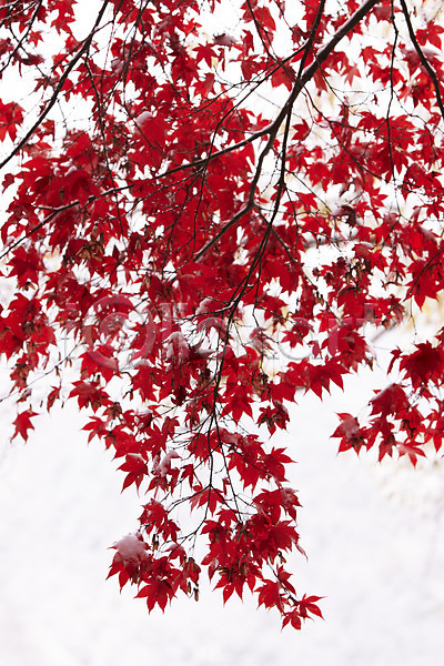 사람없음 JPG 포토 가을(계절) 가을풍경 겨울 눈(날씨) 단풍 백그라운드 빨간색 야외 잎