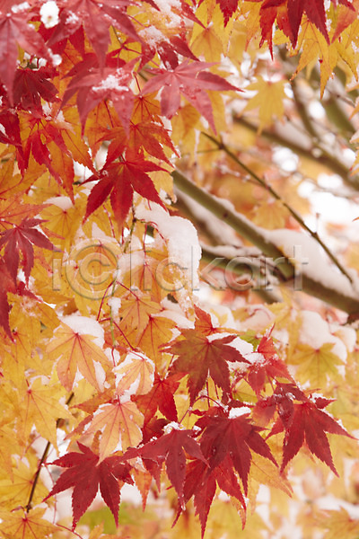 사람없음 JPG 포토 가을(계절) 가을풍경 나뭇가지 단풍 백그라운드 야외 잎