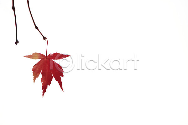 사람없음 JPG 포토 가을(계절) 가을풍경 누끼 단풍 빨간색 잎 줄기