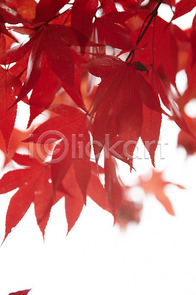 사람없음 JPG 근접촬영 포토 가을(계절) 가을풍경 단풍 백그라운드 빨간색 야외 잎