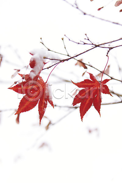 사람없음 JPG 포토 가을(계절) 가을풍경 겨울 나뭇가지 눈(날씨) 단풍 백그라운드 빨간색 야외 잎