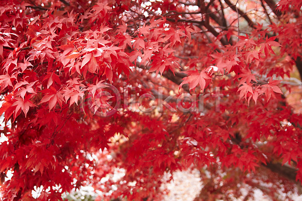 사람없음 JPG 포토 가을(계절) 가을풍경 나뭇가지 단풍 백그라운드 빨간색 야외 잎