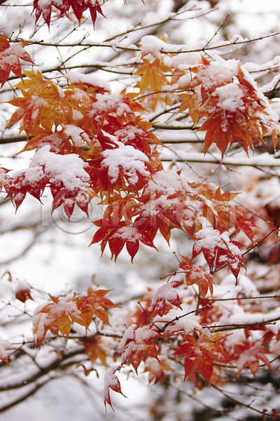 사람없음 JPG 포토 가을(계절) 가을풍경 겨울 나뭇가지 눈(날씨) 단풍 백그라운드 야외 잎