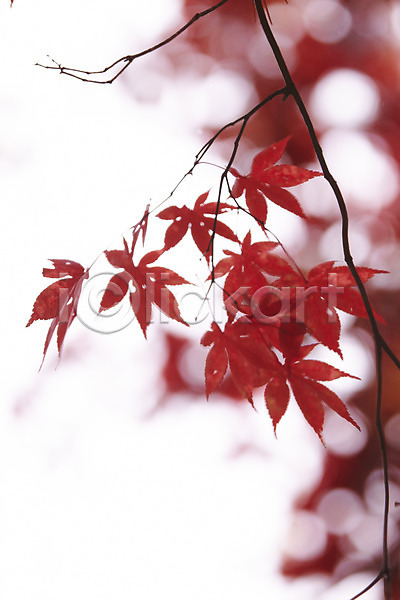 사람없음 JPG 포토 가을(계절) 가을풍경 나뭇가지 단풍 백그라운드 빨간색 야외 잎