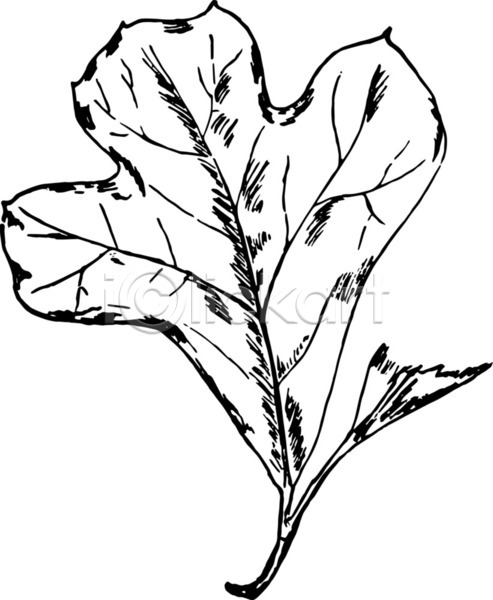 EPS 일러스트 포토 해외이미지 검은색 견과류 그림 미술 선 수확 잎 작음 정상 판화 해외202004 해외202105 흰색