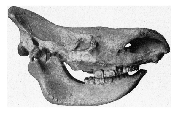 사람없음 JPG 일러스트 포토 해외이미지 검은색 골격 골동품 그림 동물 동물상 머리 미술 뼈 생물 생물학 수확 야생동물 역사 옛날 입 종류 치아 코뿔소 판화 해골모형 해외202004 해외202105 흰색