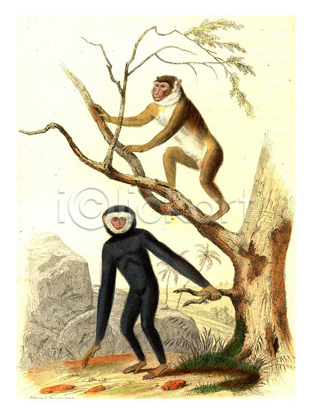 사람없음 JPG 일러스트 포토 해외이미지 그래픽 그림 나무 동물 동물상 묘사 미술 생물 생물학 수확 야생동물 역사 원숭이 유인원 자연 캐릭터 해외202004 해외202105