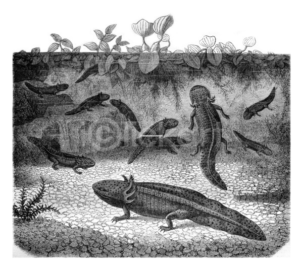 사람없음 JPG 일러스트 포토 해외이미지 걷기 검은색 골동품 그림 동물 물 미술 바다 생물학 수중 수확 양서류 어류 역사 옛날 종류 판화 해외202004 해외202105 호랑이 흰색