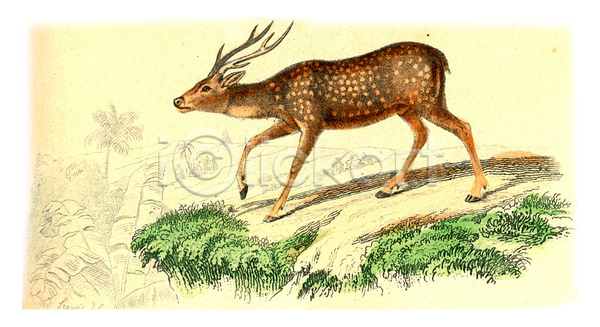 사람없음 JPG 일러스트 포토 해외이미지 그래픽 그림 동물 동물상 묘사 미술 뿔 사슴 수확 야생동물 자연 점 해외202004 해외202105