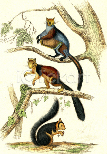 사람없음 JPG 일러스트 포토 해외이미지 거인 그래픽 그림 꼬리 나무 나뭇가지 다람쥐 동물 동물상 묘사 미술 빨간색 생물 생물학 수확 야생동물 역사 자연 해외202004 해외202105