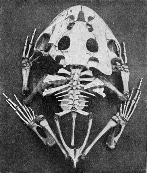 사람없음 JPG 일러스트 포토 해외이미지 개구리 검은색 골격 골동품 과학 그림 동물 미술 브라질 뼈 뿔 생물학 수확 야생동물 역사 옛날 종류 판화 해골모형 해부 해외202004 해외202105 흰색