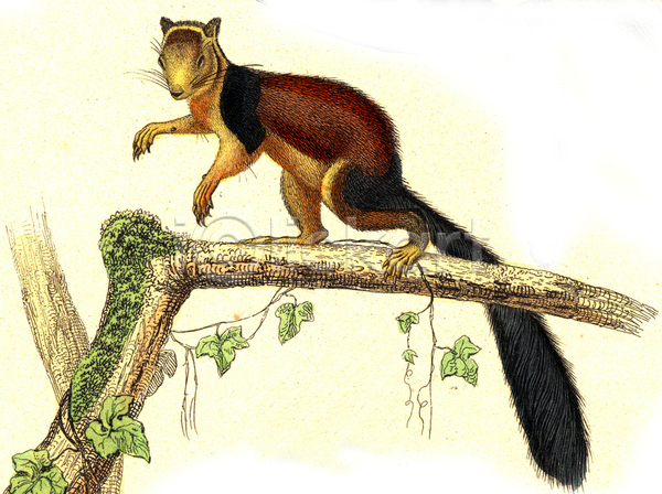 사람없음 JPG 일러스트 포토 해외이미지 거인 그래픽 그림 나무 나뭇가지 다람쥐 동물 동물상 묘사 미술 빨간색 생물 생물학 수확 야생동물 역사 잎 자연 큼 해외202004 해외202105