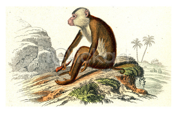 사람없음 JPG 일러스트 포토 해외이미지 그래픽 그림 동물 동물상 묘사 미술 사자 생물 생물학 세계 수확 야생동물 역사 옛날 원숭이 유인원 자연 해외202004 해외202105