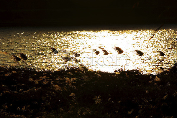 사람없음 JPG 실루엣 포토 강 계절 반사 빛 야외 억새 자연 주간 풀(식물) 풍경(경치)